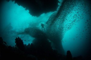 Climate-driven Southern Ocean shifts could cut global fish catches by 20%